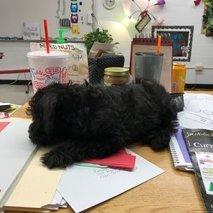 Meet your Posher, Jean ann